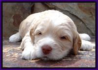 RC Purple 3 wks 2012 (2)