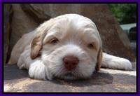 RC Purple 3 wks 2012 (3)