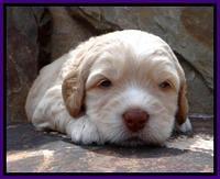 RC Purple 3 wks 2012