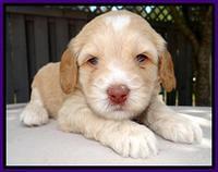 RC Purple 4 wks 2012 (18)
