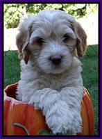 Roo Champ pups 6 wks old 242