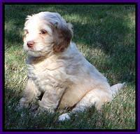 Roo Champ pups 6 wks old 262