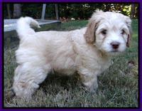 Roo Champ pups 6 wks old 322