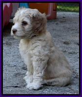 Roo Champ pups 6 wks old 334