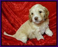 Roo Purple 5 wks 2012 (2)