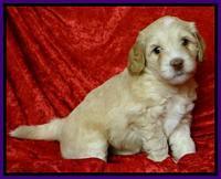 Roo Purple 5 wks 2012 (4)