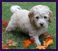 Roo Purple 7 wks 2012 (4)