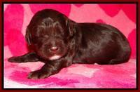 RC pups 2 wks 2012 (44)