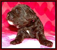 RC pups 2 wks 2012 (47)