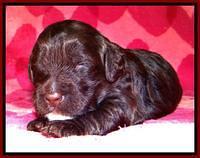 RC pups 2 wks 2012 (49)