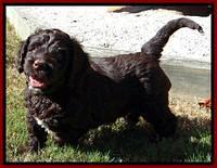 Roo Champ pups 6 wks old 12