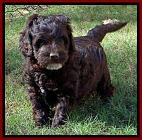 Roo Champ pups 6 wks old 42