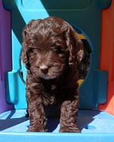 Roo Champ pups 6 wks old 52