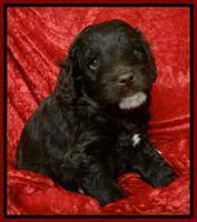 Roo Red 5 wks 2012 (14)