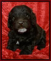 Roo Red 5 wks 2012 (2)