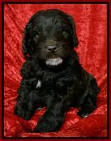 Roo Red 5 wks 2012 (7)