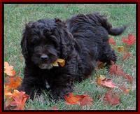 Roo Red 7 wks 2012 (5)