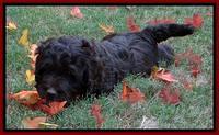 Roo Red 7 wks 2012 (6)