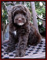 Roo Red 8 wks 2012 (6)