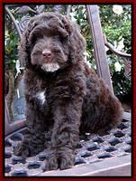 Roo Red 8 wks 2012 (7)