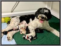Oreo Benz Newborn 11