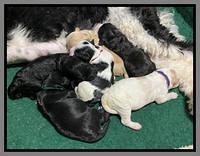 Oreo Benz One week old 101