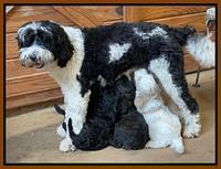 Oreo Benz pups 6 wks old 311