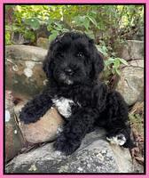 Bryant family: Jessie 8 week weight. 8 lbs 0 oz ( black with wht splashes)