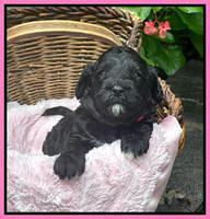 Oreo Benz 3 weeks old 11