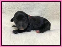 Oreo Benz Newborn 21