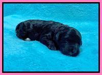 Oreo Benz One week old 11