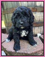 Oreo Benz pups 5 wks old 41