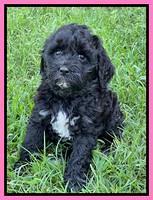 Oreo Benz pups 6 wks old 21