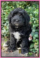 Oreo Benz pups 8 wks old 21