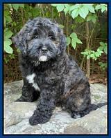 Polsey guardian: "Merlin": 8 week weight 8 lb 11 oz ( black sable)