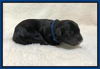 Oreo Benz Newborn 41