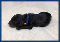 Oreo Benz Newborn 51