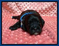 Oreo Benz pups 2 wks old 1 4