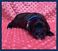 Oreo Benz pups 2 wks old 1 6