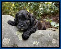 Oreo Benz pups 3 .5 wks old 81