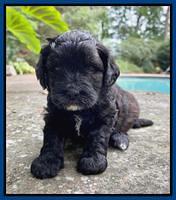 Oreo Benz pups 4 wks old 71