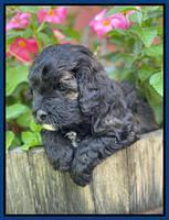 Oreo Benz pups 5 wks old 101