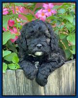 Oreo Benz pups 5 wks old 81
