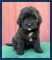 Oreo Benz pups 7 wks old 71