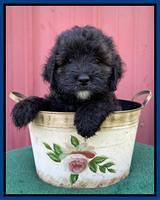 Oreo Benz pups 7 wks old 81