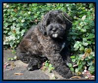 Oreo Benz pups 8 wks old 101