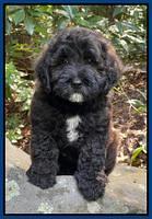 Oreo Benz pups 8 wks old 71