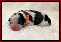Oreo Benz Newborn 61