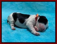 Oreo Benz One week old 31