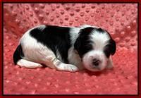 Oreo Benz pups 2 wks old 1 7